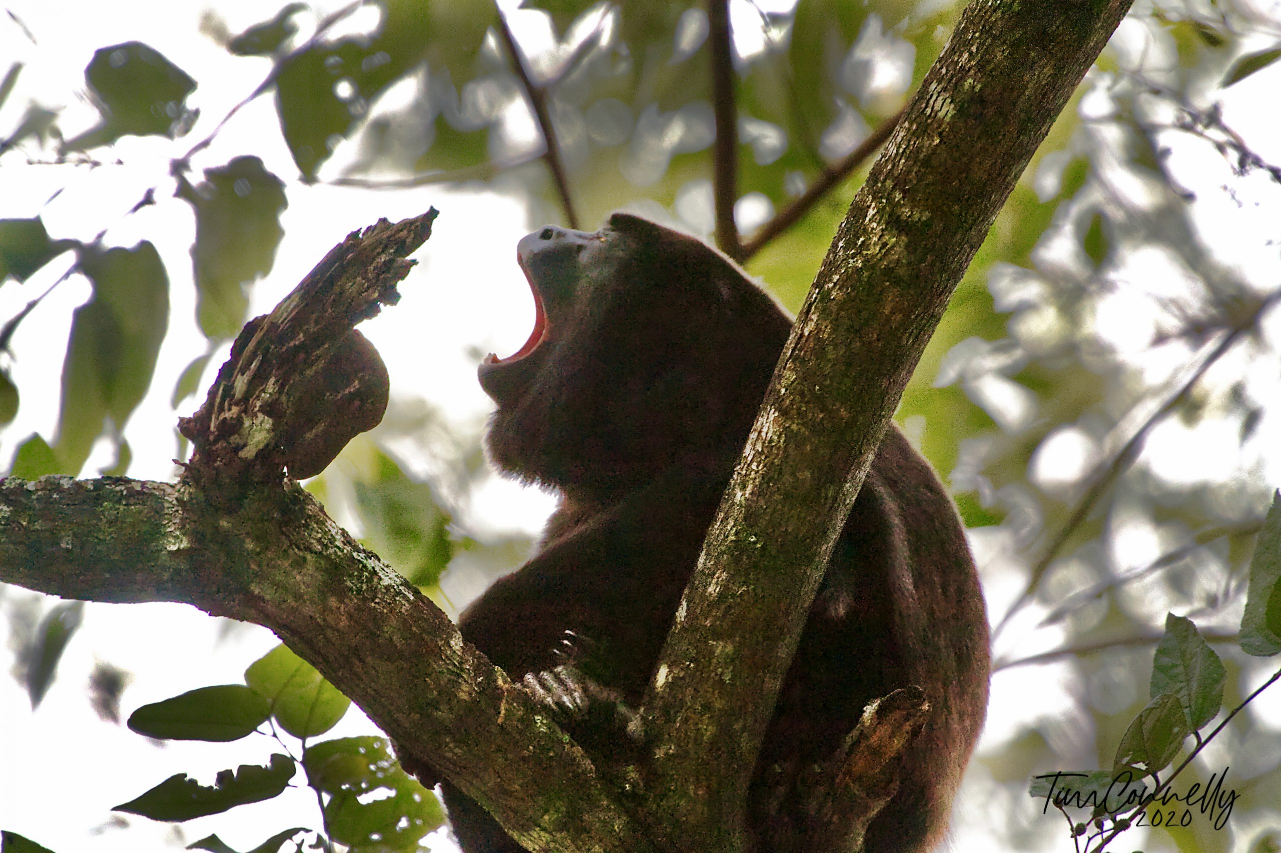 howler monkey howling, Nosara Costa Rica