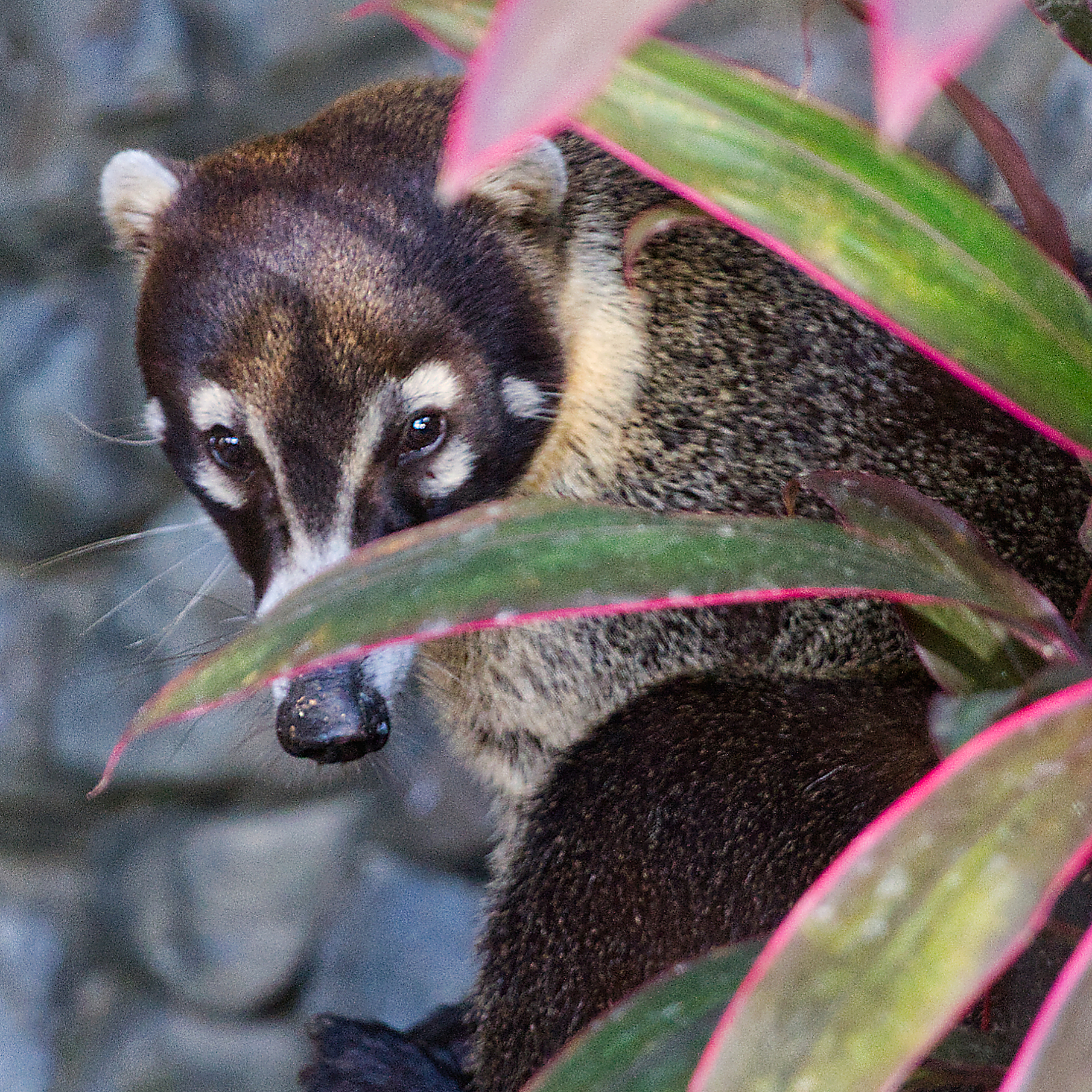 shy coati behind bush nosara, costa rica
