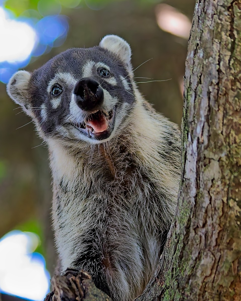 happy coatimundi or pizote on a tree, nosara, costa rica
