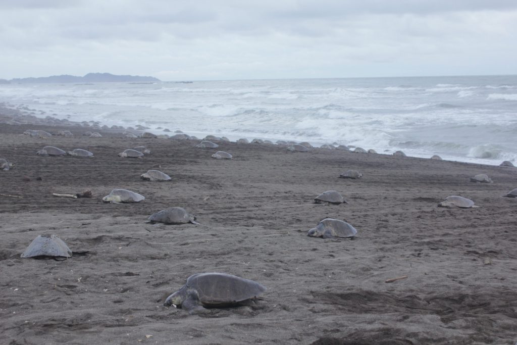 olive ridley turtles come ashore in playa ostional arribada, nosara, costa rica