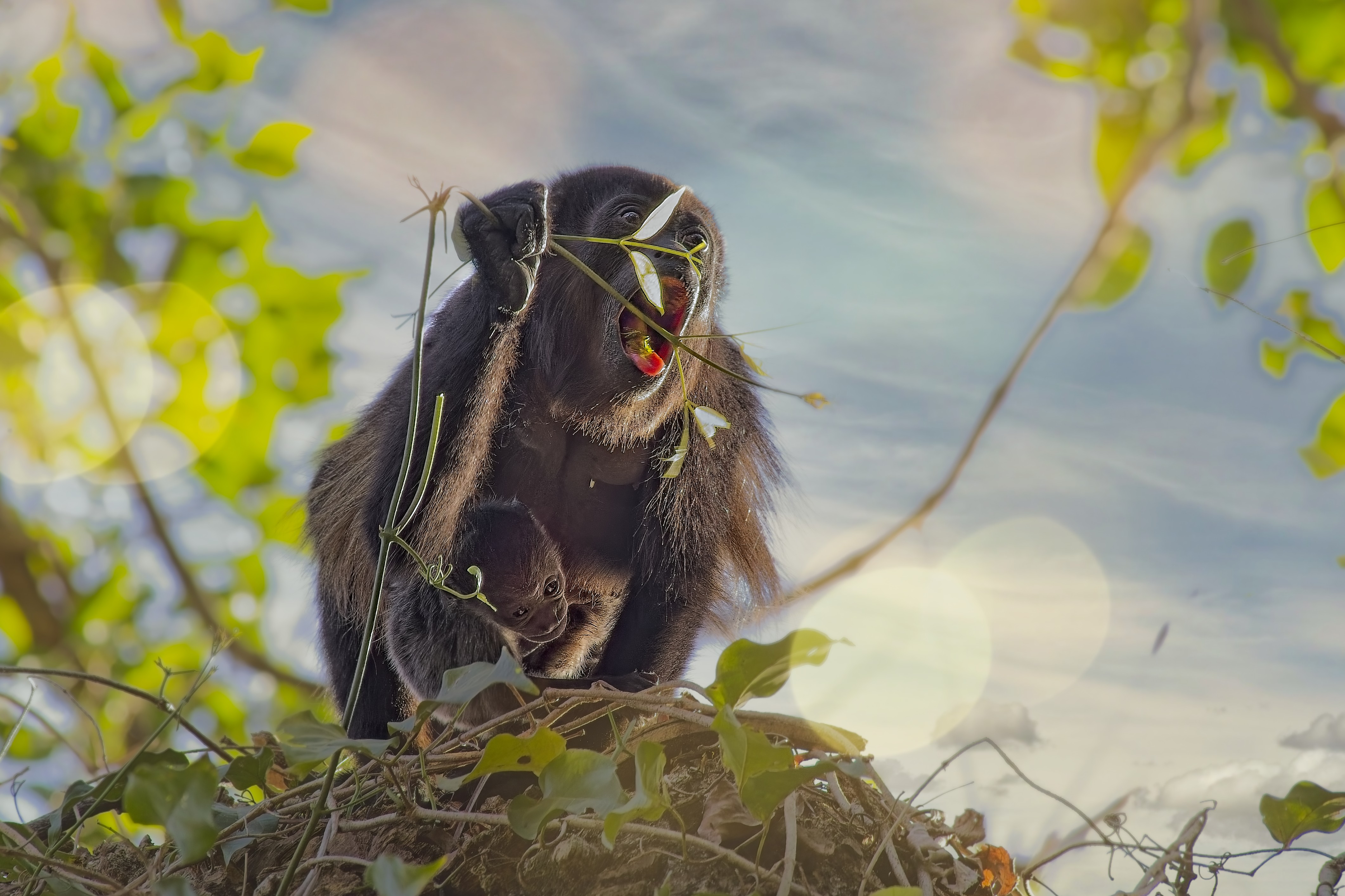 howler monkey and baby, eating leaves, nosara, costa rica