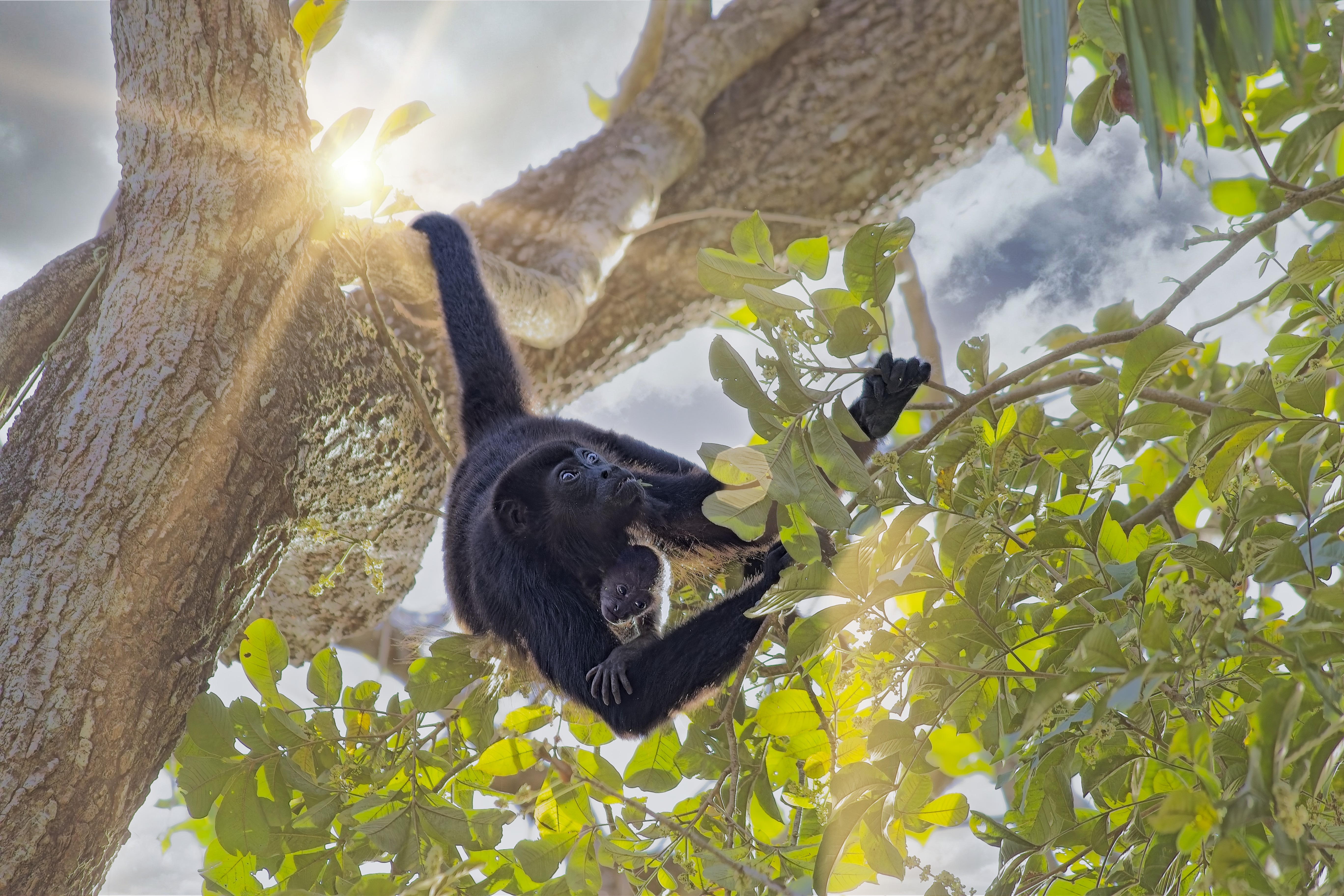 howler monkey and baby with sunshine, nosara, costa rica