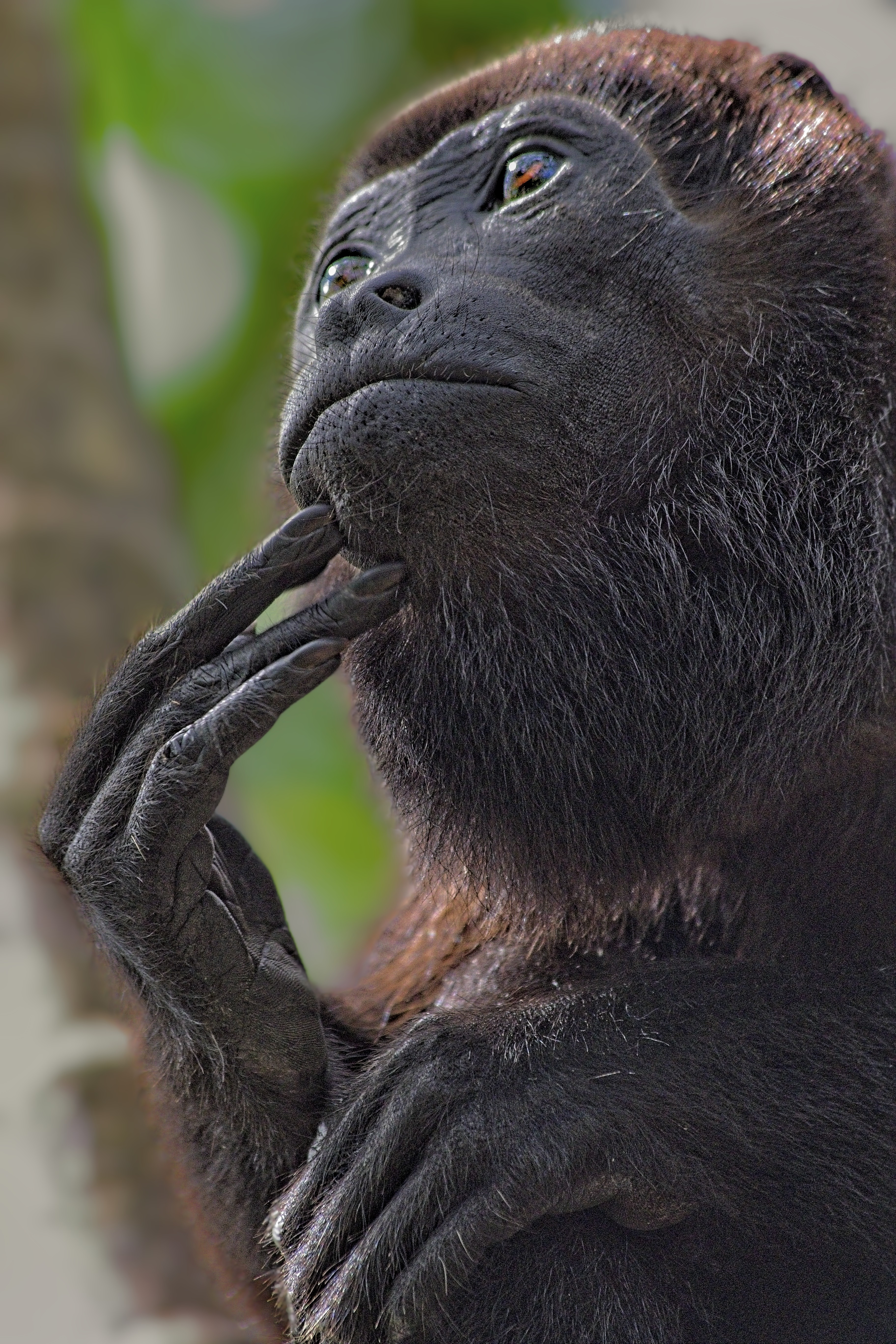 howler monkey thinking, nosara, costa rica