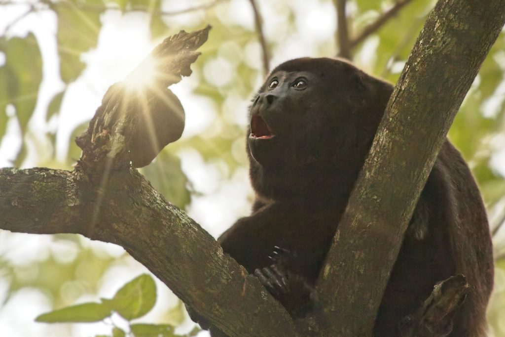 howler monkey and sunshine, nosara, costa rica