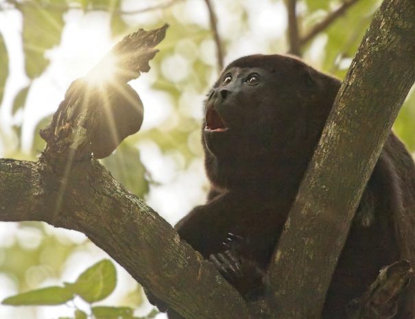 howler monkey and sunshine, nosara, costa rica