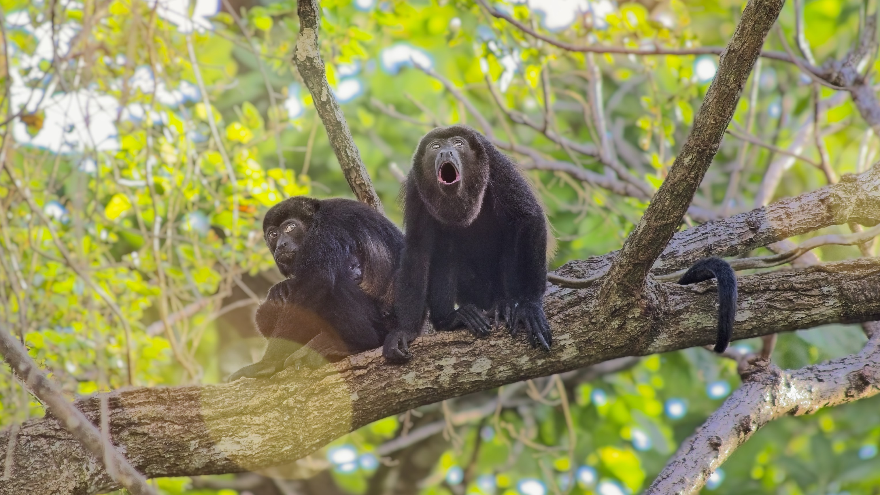 howler monkeys on a tree branch, nosara, costa rica