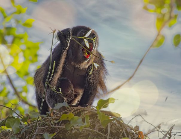 momma and baby monkey, eating leaves with blue sky