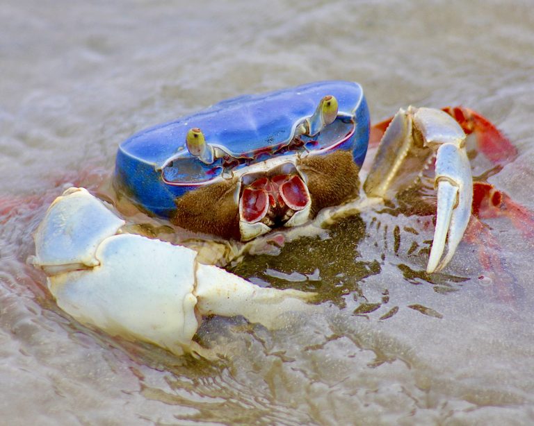 patriotic-crab
